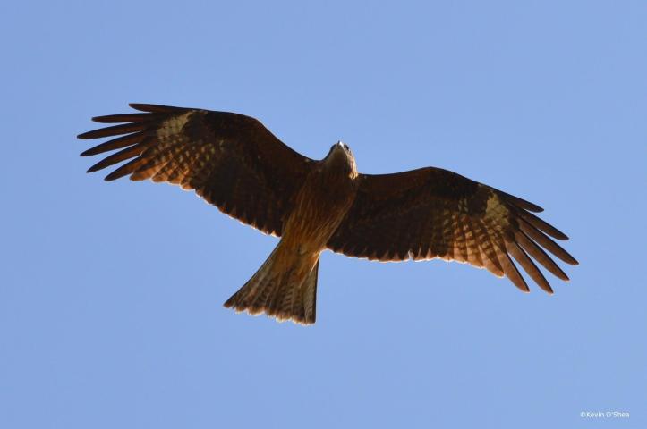 12068453_861012527341865_4861095935481172529_o