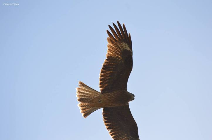 12095178_861013510675100_3759111516194061034_o