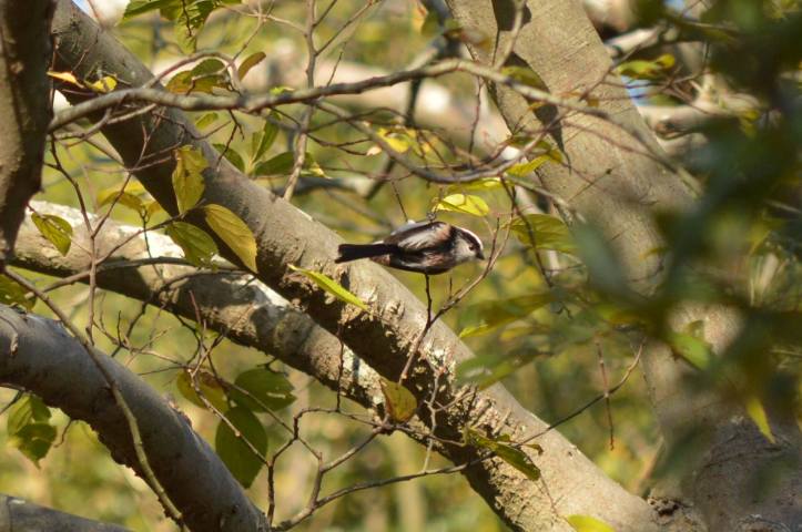 12322806_802768086499643_5848929335863464053_o