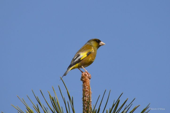 12672124_865225560253895_6197633092644931845_o