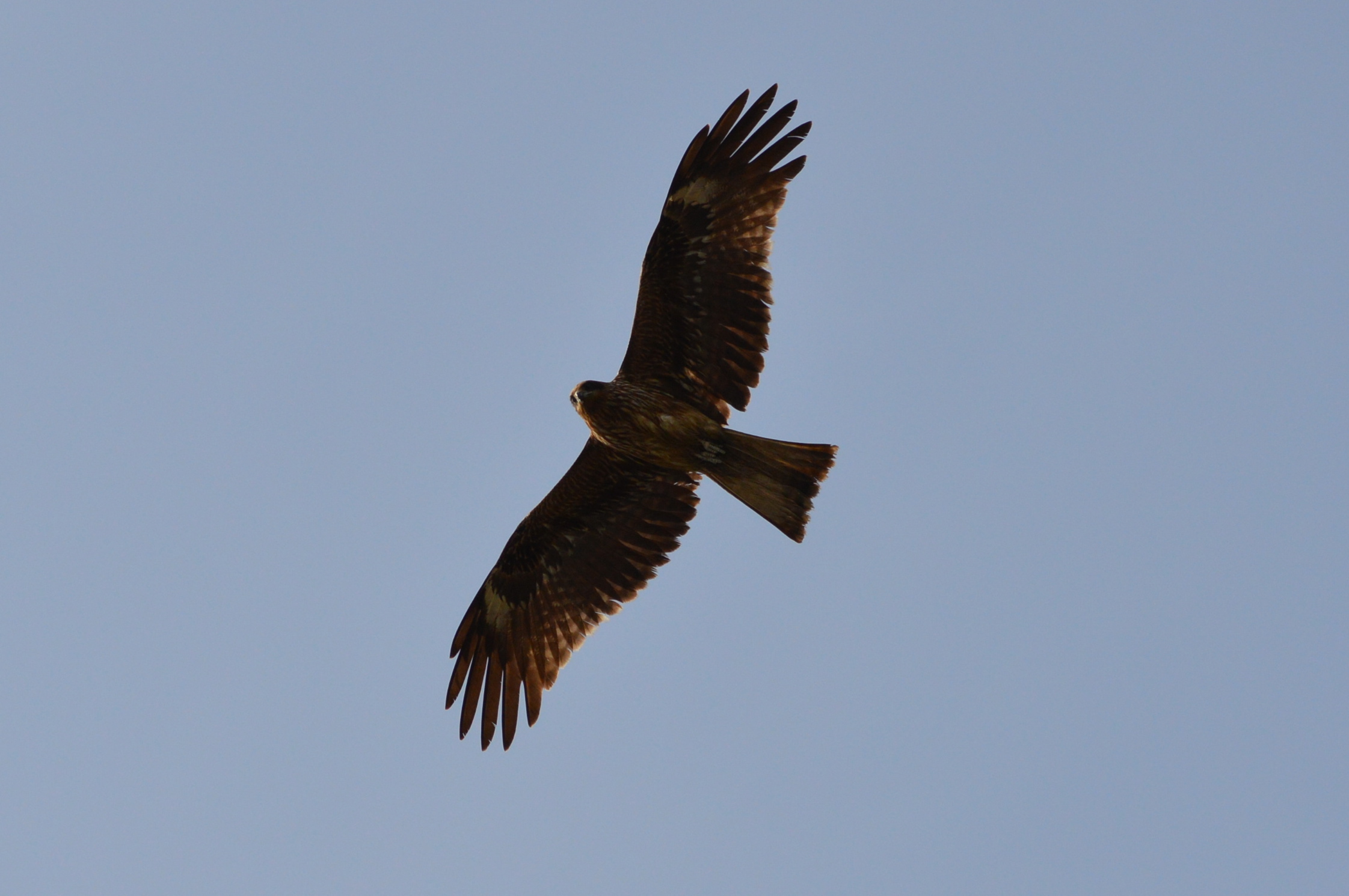 Nature Japan: Black Kites – Just Japan Stuff