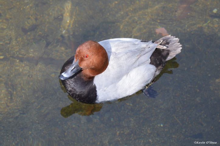 13220791_892063120903472_8329188633642415912_o