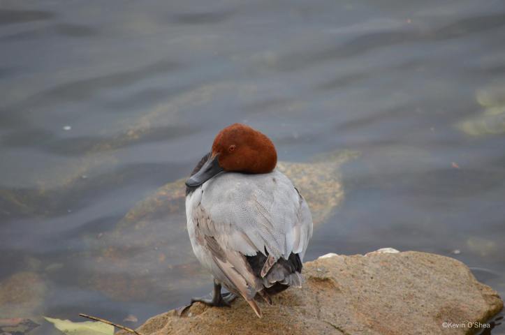 13502589_912282362214881_5414171849032386300_o