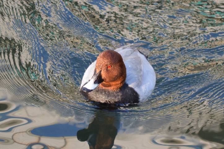 15129617_1029717207138062_2464074761842681885_o