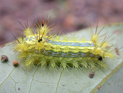 5 Scariest Bugs in Japan – Just Japan Stuff