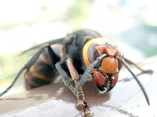 japanese-giant-hornet-580x435