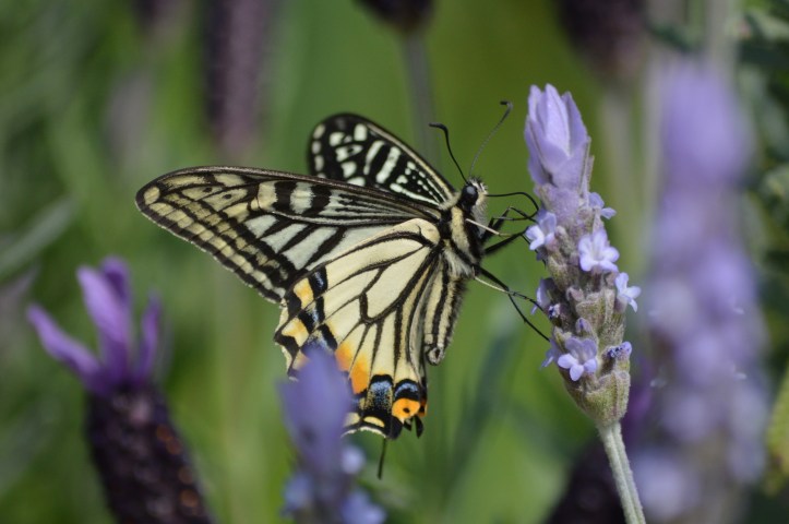 CommonYellowSawllowtail1