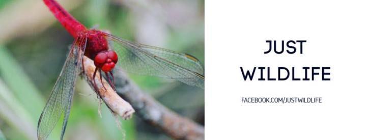 21034367_1427356207379258_3016817548346717153_n