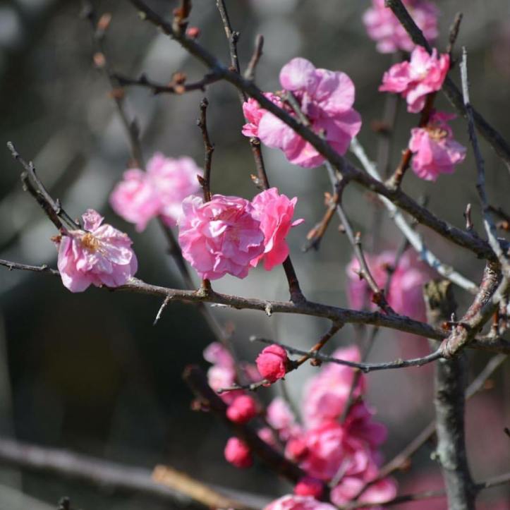 12671988_10156570492615577_1721747899611522320_o