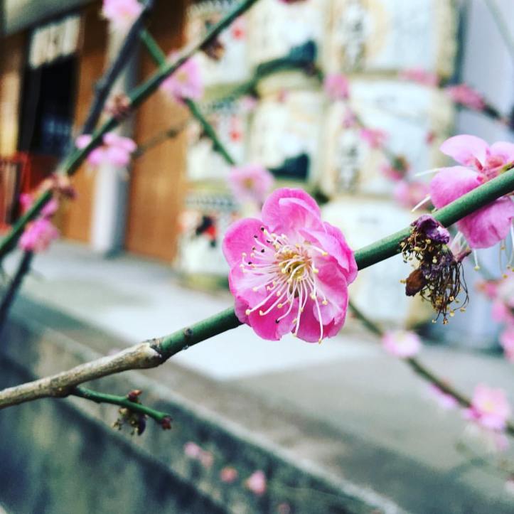 12779084_10156489513100577_1678464658511229856_o