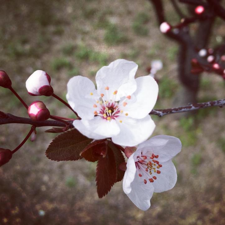 12841155_10156532086285577_371776222535665994_o