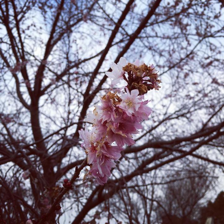 16487546_10158089501245577_2619108453900603866_o