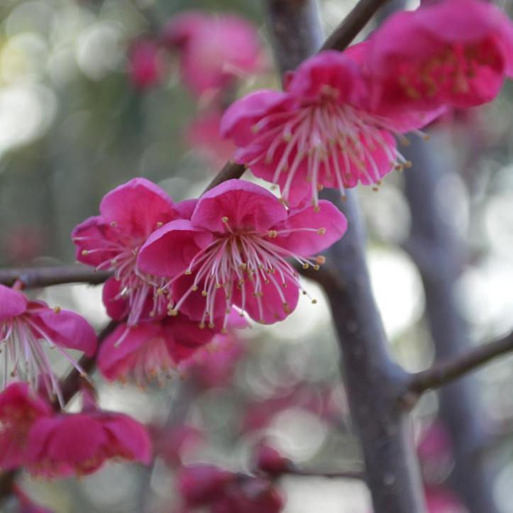 16487740_10158130761200577_6212548369291299485_o