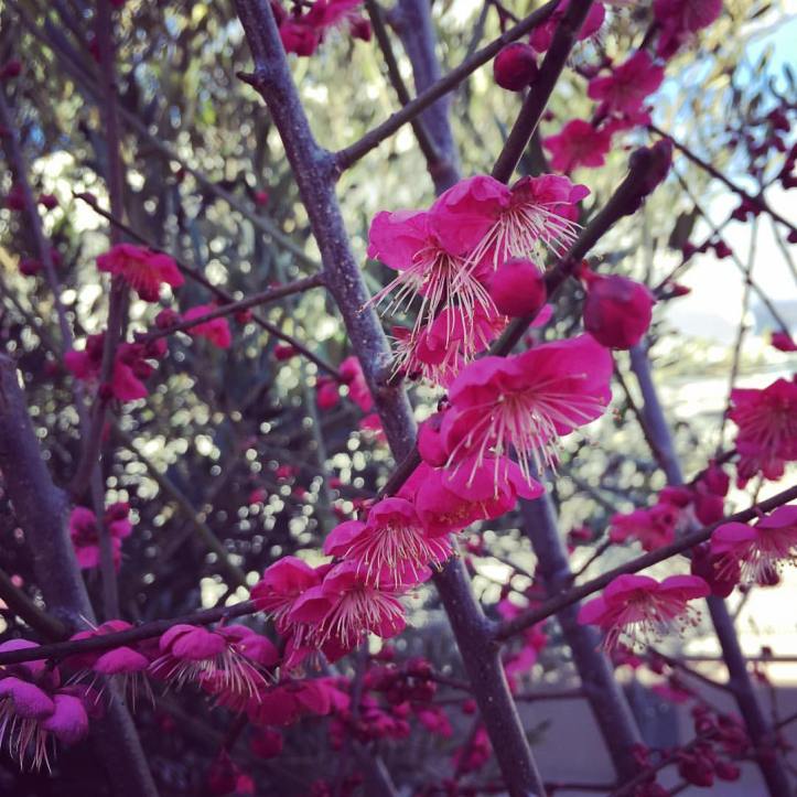 16601699_10158128915710577_6647775140392102050_o