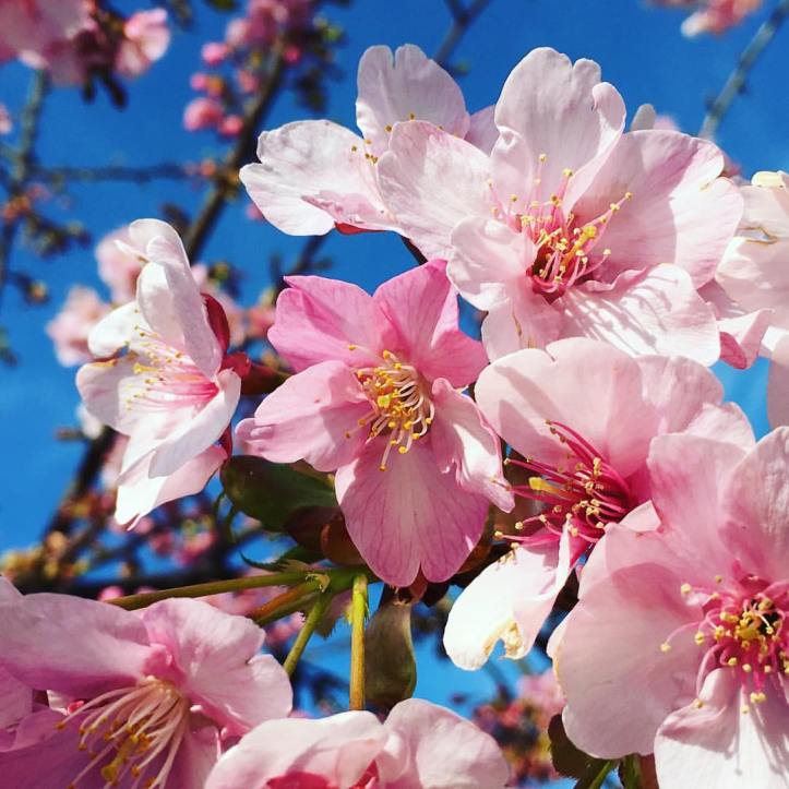 17015919_10158232104230577_3231995887337773547_o