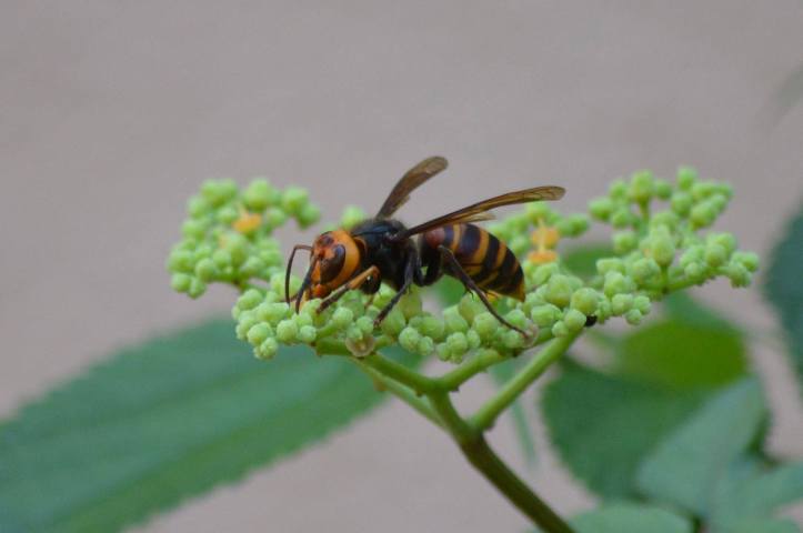 18076779_1299671203481093_2263782325616552634_o